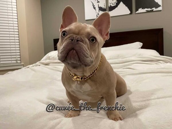 GOLD Cuban Link Dog Chain Collar™