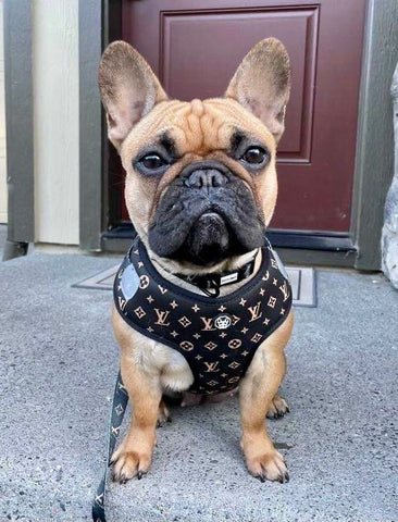 Chewy Vuitton - Harness & Leash Black Set – Dog Apparel