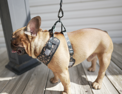 Chewy Vuitton - Harness & Leash Black Set – Dog Apparel
